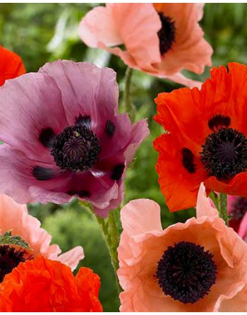 Papaver orientale 'Poppy Mix'