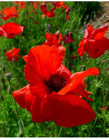 Papaver rhoeas