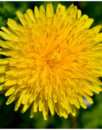 Taraxacum officinale