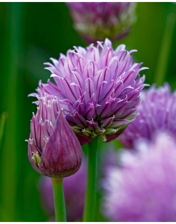 Allium schoenoprasum
