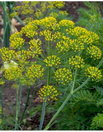 Anethum graveolens