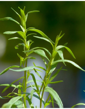 Artemisia dracunculus