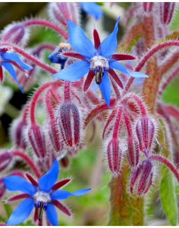 Borago officinalis