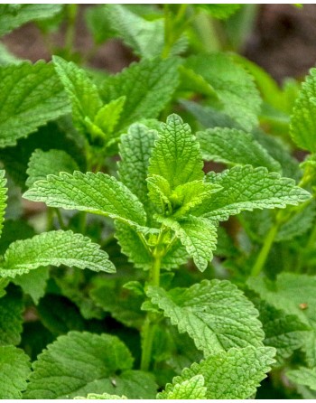 Mentha spicata