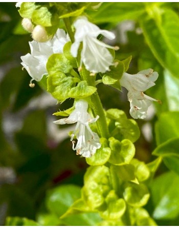 Ocimum basilicum