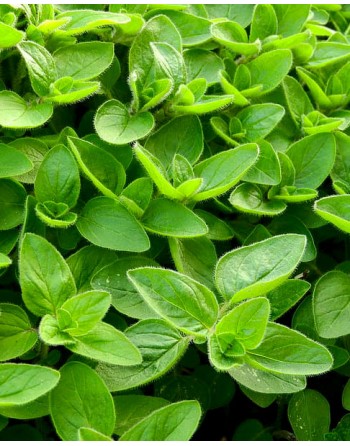 Origanum hirtum