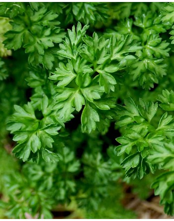 Petroselinum crispum