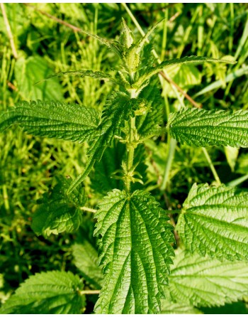 Urtica dioica