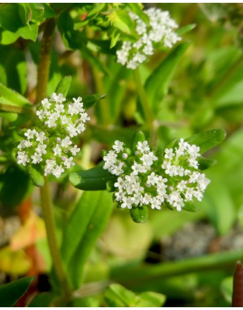 Valerianella locusta