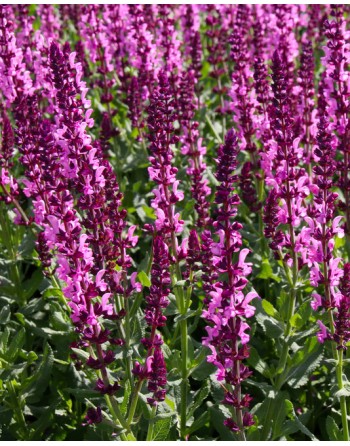 Salvia x superba 'Merleau...