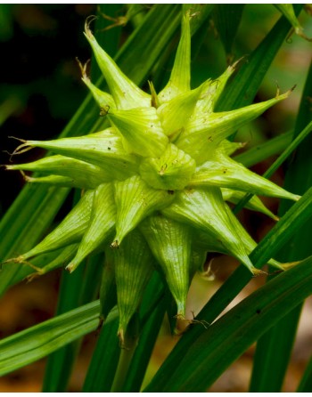 Carex grayi