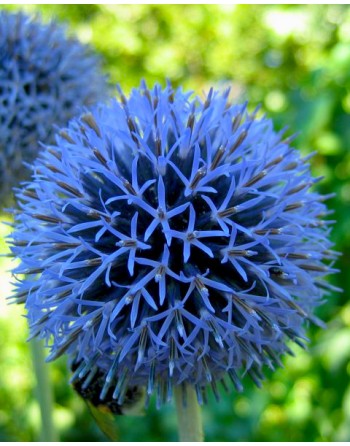 Echinops ritro 'Veitch's Blue'