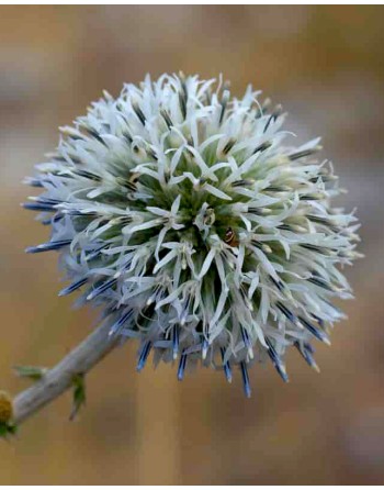 Echinops sphaerocephalus