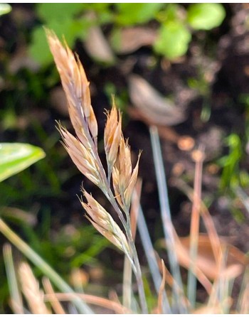 Festuca glauca 'Uchte'