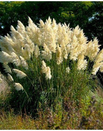 Cortaderia selloana