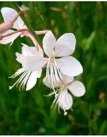 Gaura lindheimeri 'Alba'