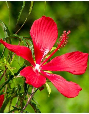 Hibiscus coccineus