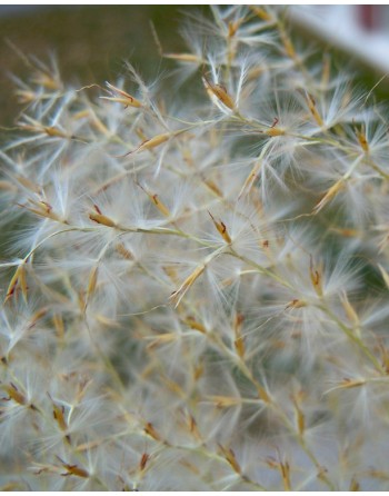 Miscanthus sinensis