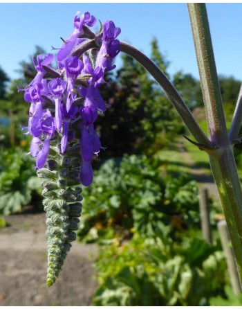 Salvia nutans