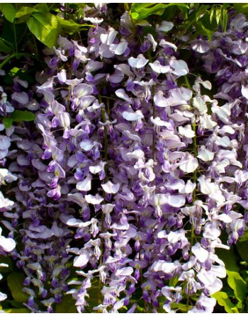 Wisteria sinensis 'Violet'