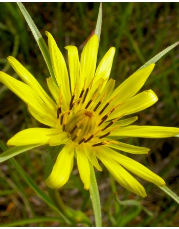 Tragopogon dubius