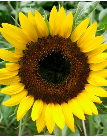Helianthus annuus